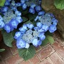 Biltmore Blue Flower