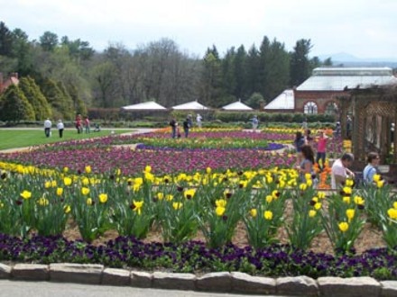 biltmore tulips