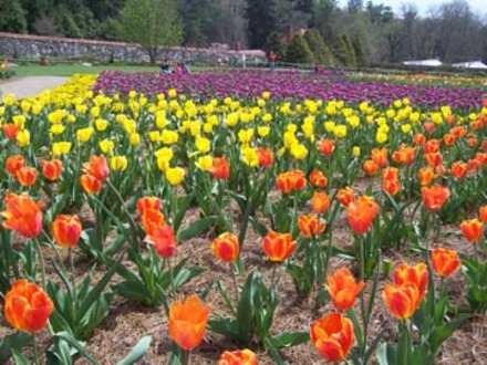 biltmre tulips 2