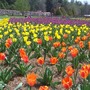 Bitlmore_tulips2