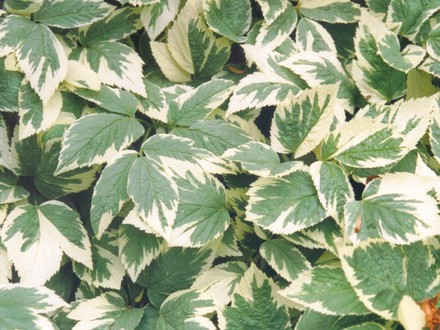 Bishop's Weed (Aegopodium podagraria 'Variegatum')