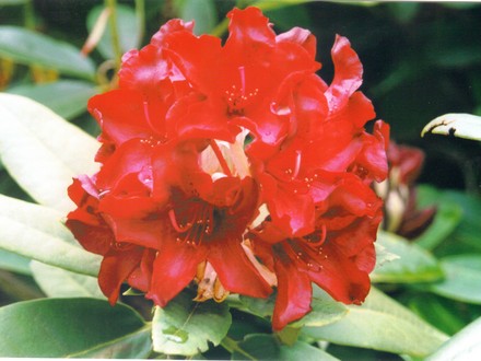 Dark red rhodie (rhododendron)