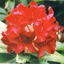 Dark_red_rhodie