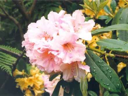 pink double rhodie (rhododendron)