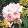 Double_pink_rhodie