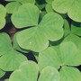 oxalis (oxalis regnelli)