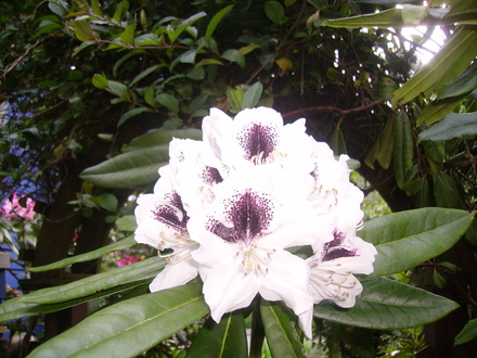 rhodie sappho (rhododendron)