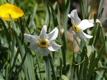 A garden flower photo (Narcissus poeticus (Daffodil Tamar Double))