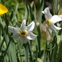 A garden flower photo (Narcissus poeticus (Daffodil Tamar Double))