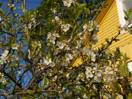 A garden flower photo (Prunus cerasus (Cherry))