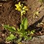 A garden flower photo (Primula veris (Cowslip))