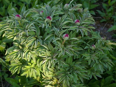 A garden flower photo (Paeonia)