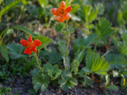 A garden flower photo (Geranium)