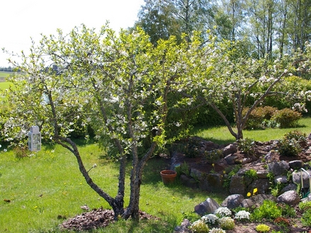 A garden flower photo (Prunus cerasus (Cherry))