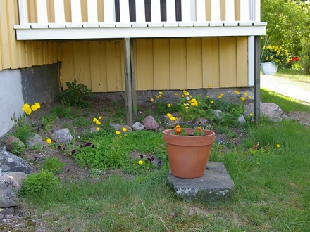 A garden flower photo