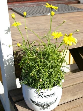 A garden flower photo