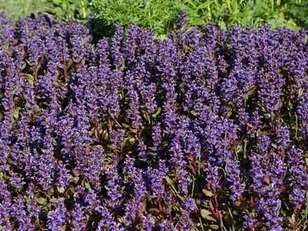A garden flower photo
