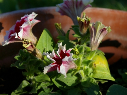A garden flower photo (Petunia)