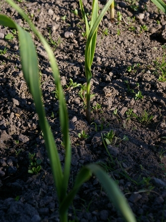 A garden flower photo (Allium sativum (Garlic))