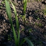 A garden flower photo (Allium sativum (Garlic))