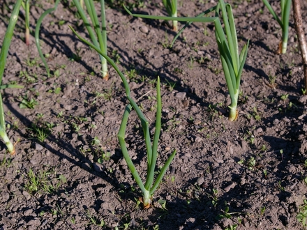 A garden flower photo (Allium ascalonicum (Shallot))