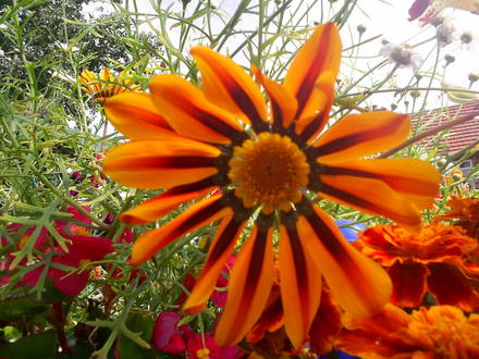 gazania