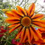 Pams_pics_108