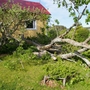 Acer pseudoplatanus