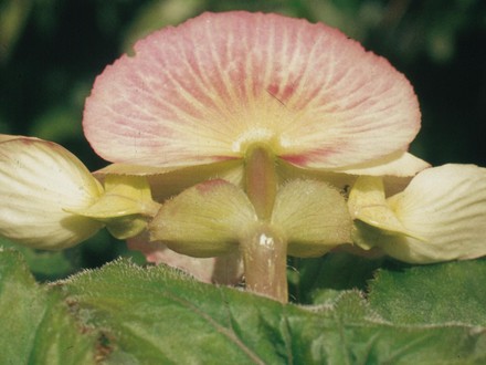 A garden flower photo
