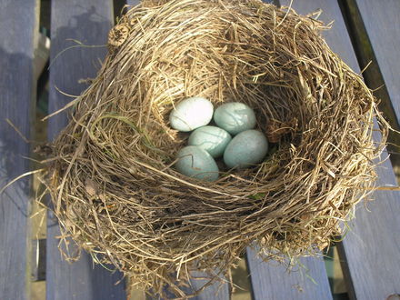 A Birds Nest
