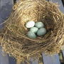 A Birds Nest