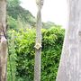 Pole Carving With LadyBird House :)