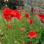 Dscn0886