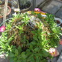 A garden flower photo