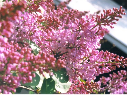 purple lilac (Syringa vulgaris (Common lilac))