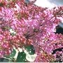 Purple_lilac