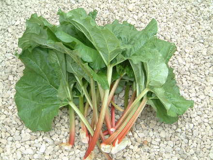 rhubarb