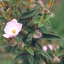 rock rose (cistus skanbergii)