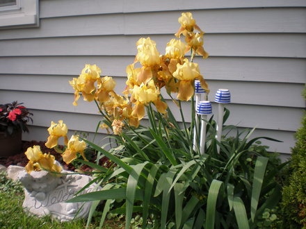Iris