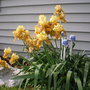 Iris_yellow__3