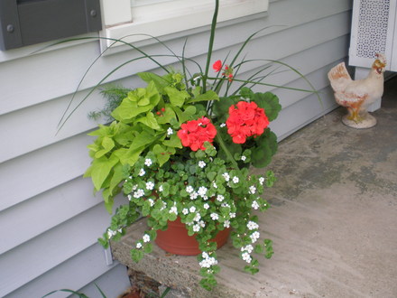 Container_garden_4__2008.jpg