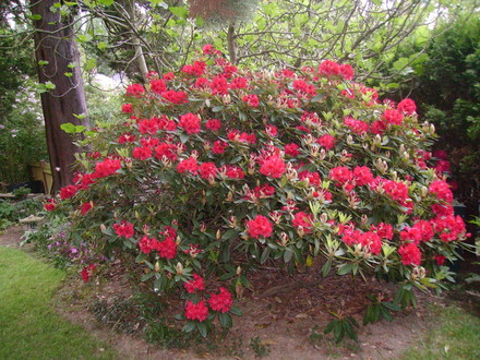 large red rhodie (rhododendron)