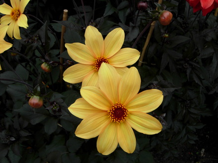 A garden flower photo