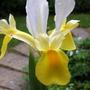 iris