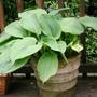 hosta