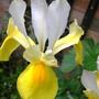 iris