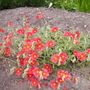Helianthemum nummularium (Common Rockrose)