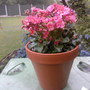 3 year old lewisia cotyledon (lewisia cotyledon)