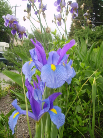 Siberian Iris (Iris sibirica (Siberian iris))