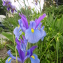 Iris sibirica
